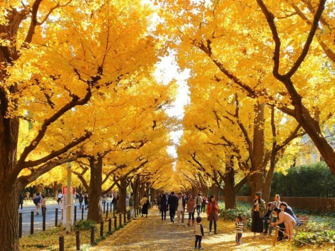 銀杏樹栽培技巧