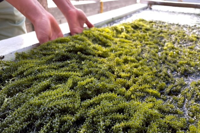 沖繩海葡萄旅遊 沖繩海葡萄旅遊