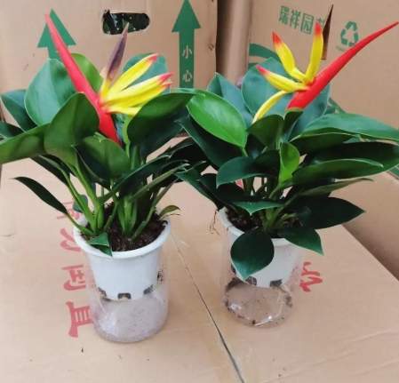 天堂鳥水養方法