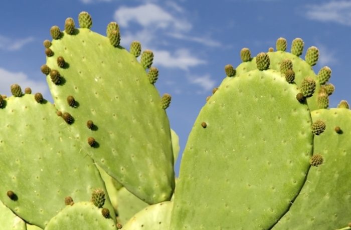 仙人掌爛肉治療 仙人掌爛肉治療