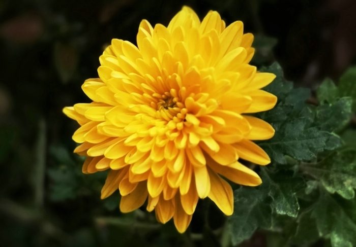 秋菊品種介紹 秋菊品種介紹