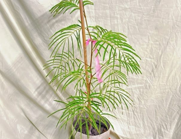 含羞草種植方法 含羞草種植方法