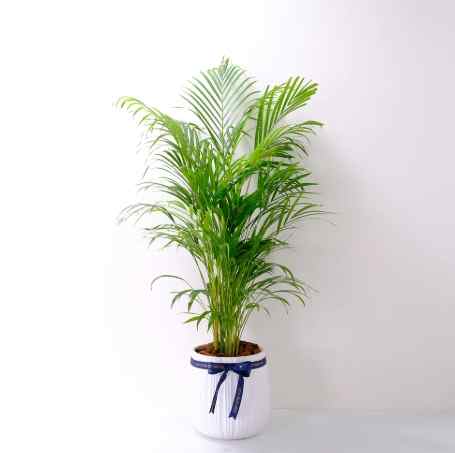 黃椰子盆栽風水