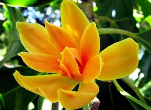 黃玉蘭精油好處 黃玉蘭精油好處