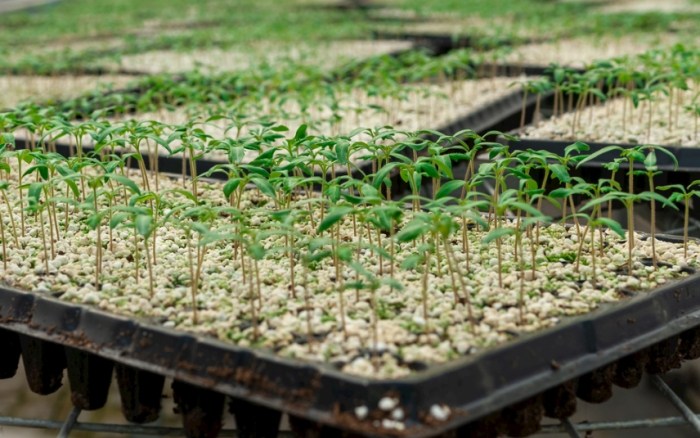 番茄種子發芽時間