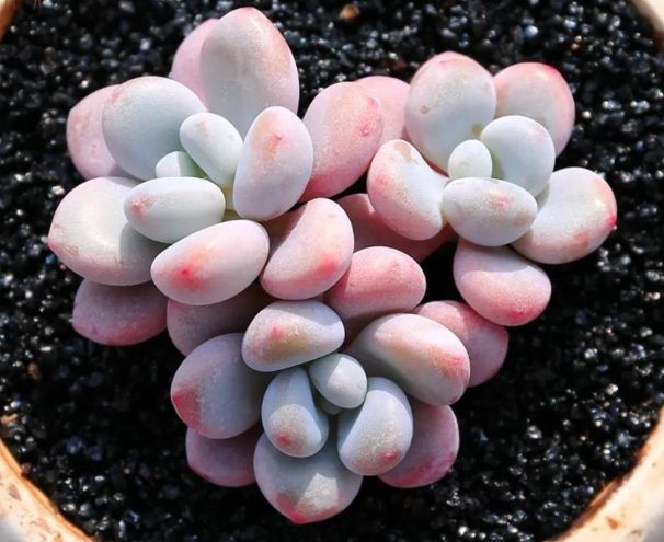 多肉盆栽DIY 多肉盆栽DIY