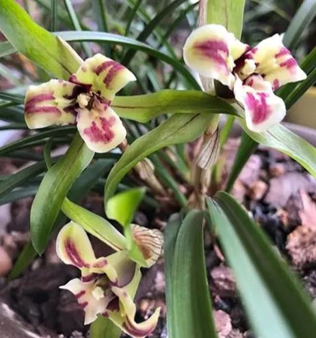 蘭花介質 蘭花介質