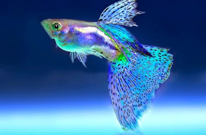 孔雀魚混養注意事項