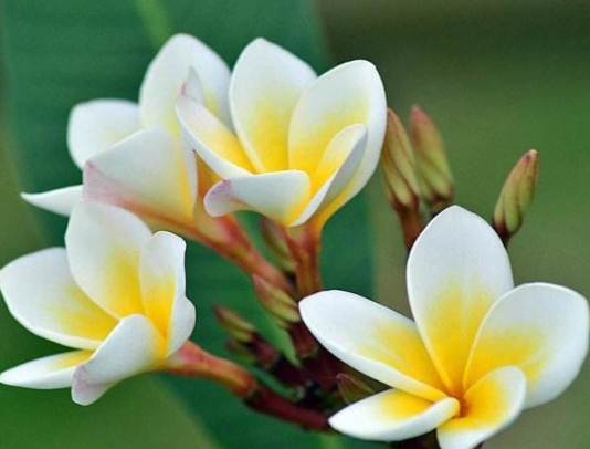 雞蛋花顏色意義