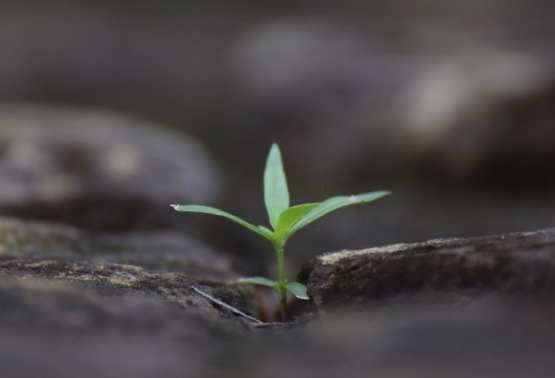 幼苗養護技巧 幼苗養護技巧