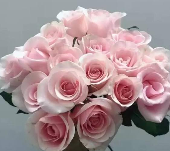 貓安全花卉 貓安全花卉