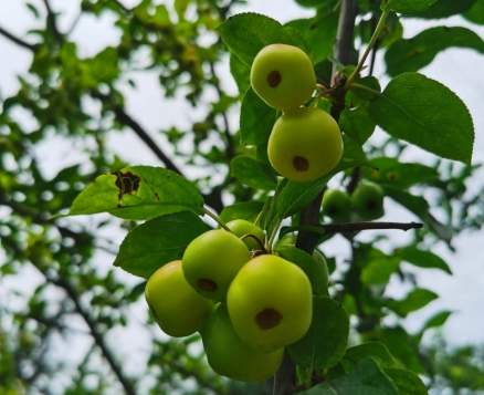海棠果食用方法 海棠果食用方法