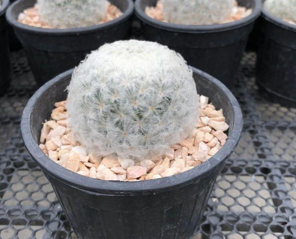 白星仙人掌養護方法