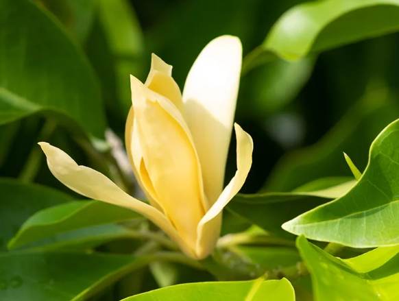 白蘭花精油使用方法 白蘭花精油使用方法