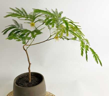 小豆樹養護 小豆樹養護