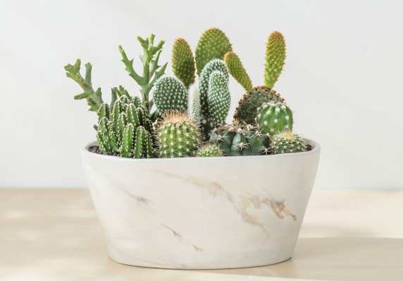 仙人掌盆栽排水