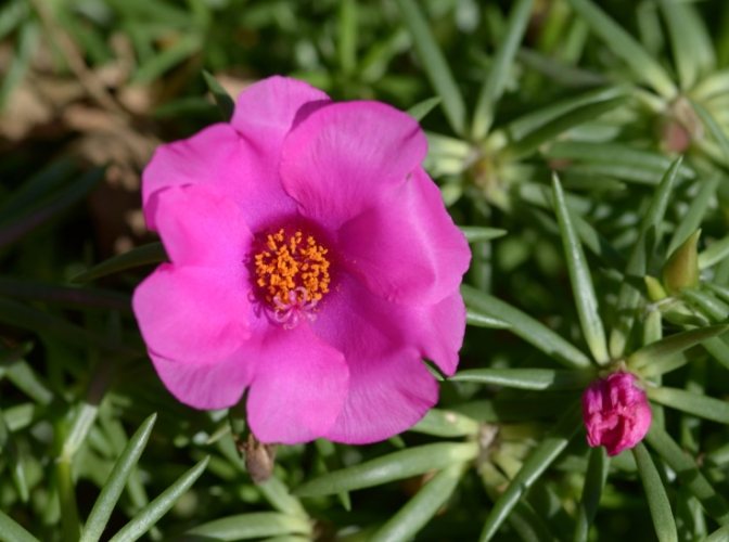 松葉牡丹澆水方法 松葉牡丹澆水方法