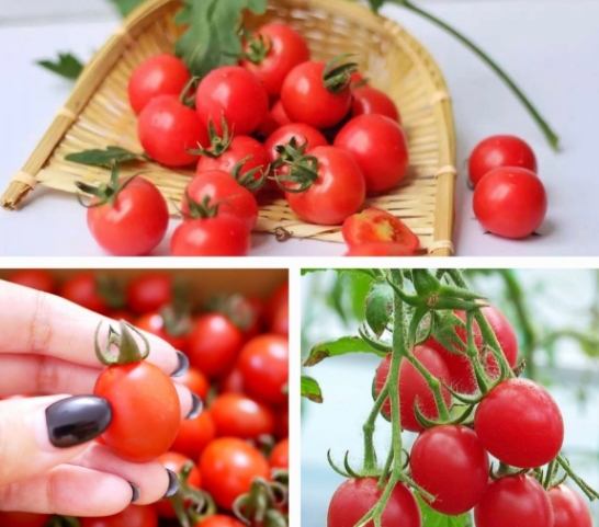 番茄不開花原因