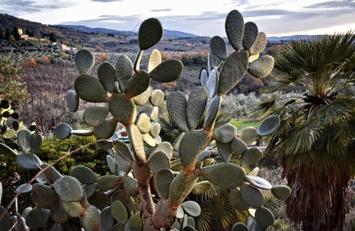 仙人掌變黃原因 仙人掌變黃原因