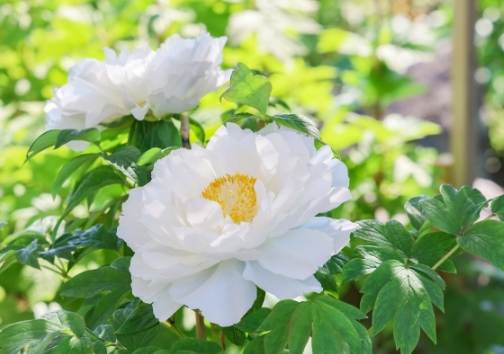 葉牡丹開花時間