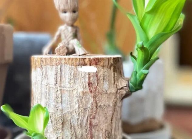 巴西木種植技巧 巴西木種植技巧