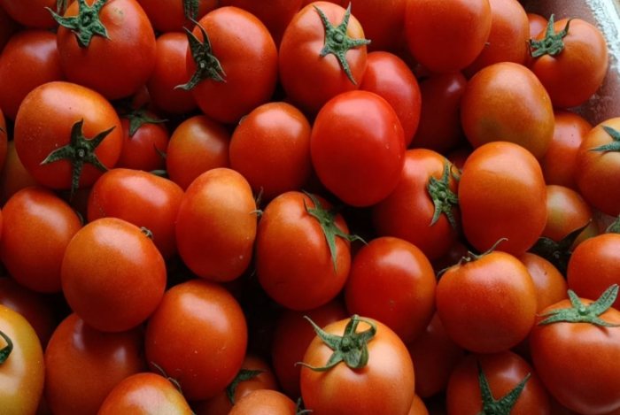 番茄籽健康風險 番茄籽健康風險