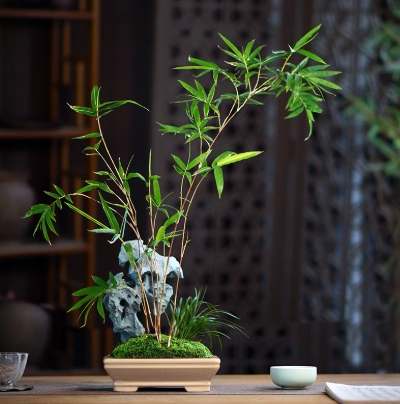 竹子盆栽養護 竹子盆栽養護