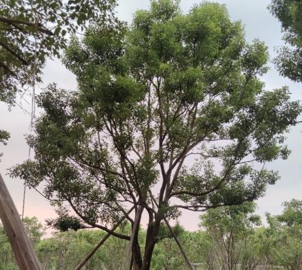 高壓分枝優缺點