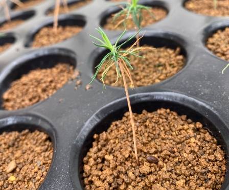 黑松種子種植方法 黑松種子種植方法