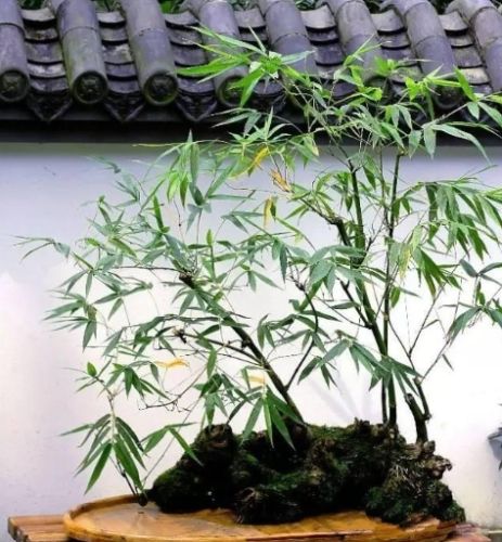 竹子種植技巧 竹子種植技巧