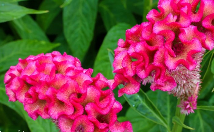 鳳尾雞冠花種植