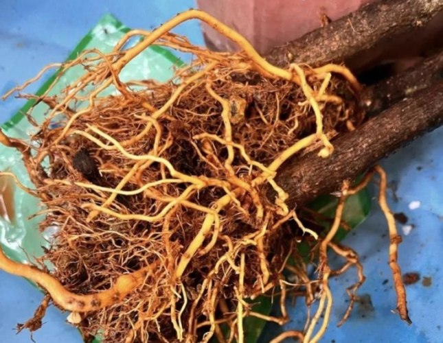 長壽梅換盆方法