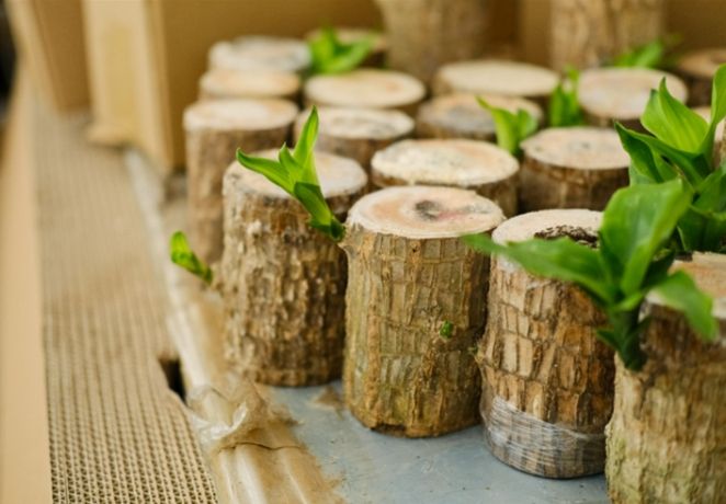 巴西木發芽時間 巴西木發芽時間