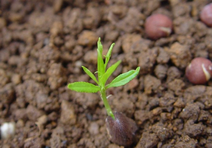 幼苗養護技巧 幼苗養護技巧