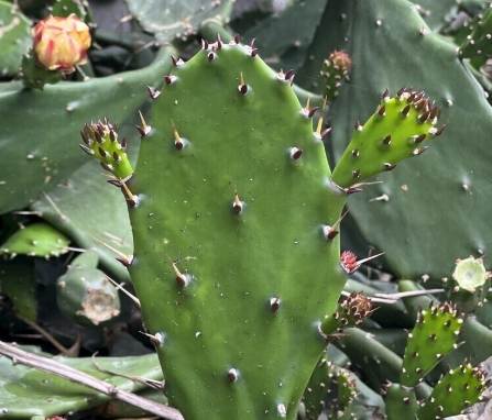 仙人掌變黑原因