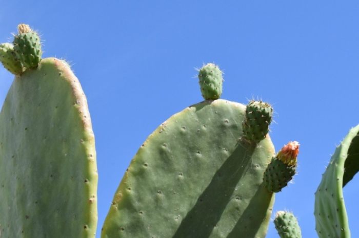 仙人掌養護技巧 仙人掌養護技巧