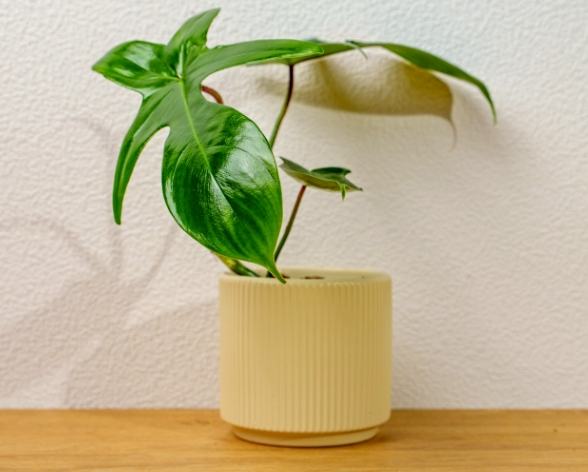 室內植物龍爪蔓綠絨