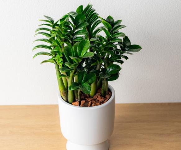 金璽植物繁殖 金璽植物繁殖