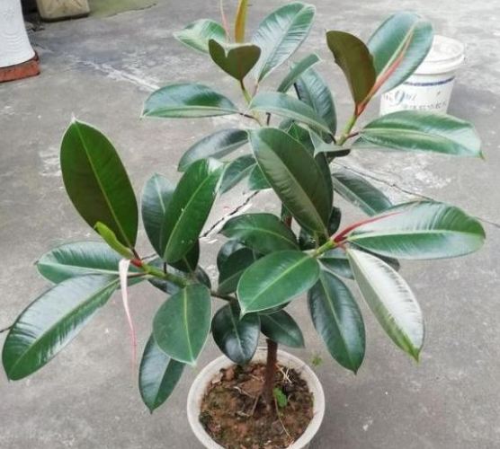 橡皮樹病蟲害防治