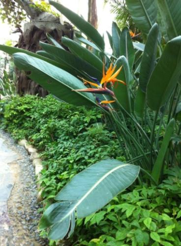 天堂鳥葉子枯黃處理