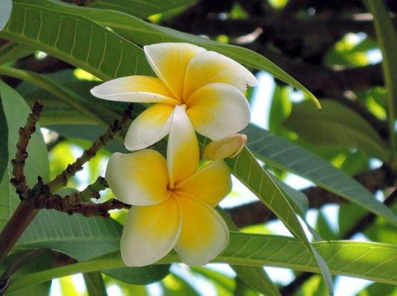 雞蛋花開花時間