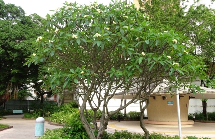 雞蛋花黃葉原因