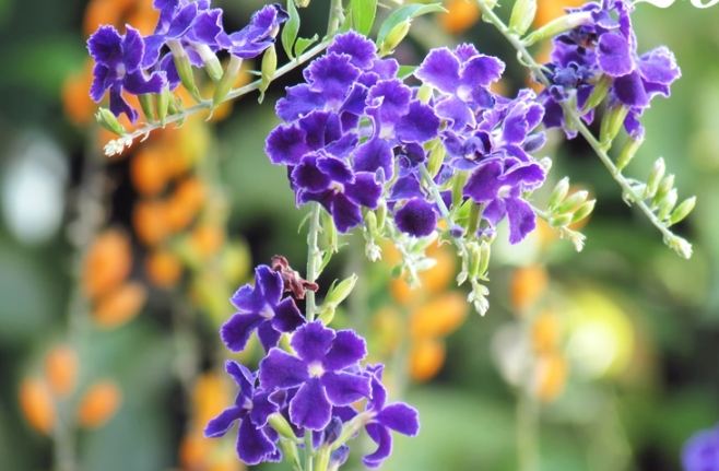 勒杜鵑毒性 勒杜鵑毒性