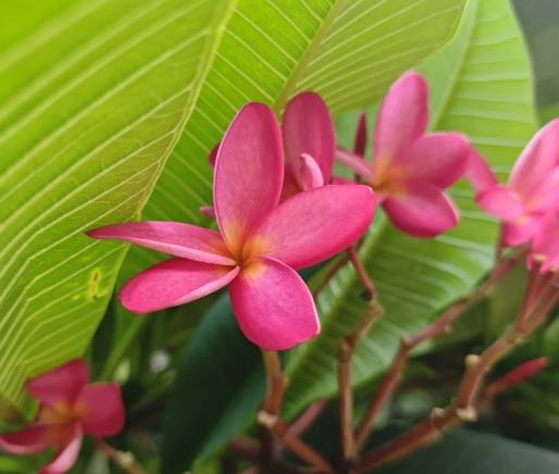 雞蛋花開花次數 雞蛋花開花次數