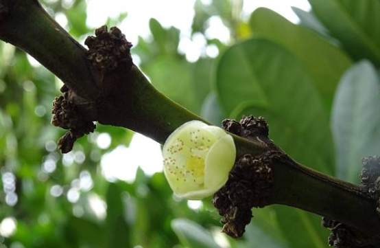福木種子發芽 福木種子發芽