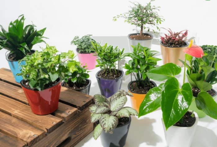 辦公室植物推薦