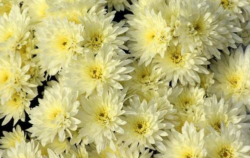 菊花養護技巧 菊花養護技巧