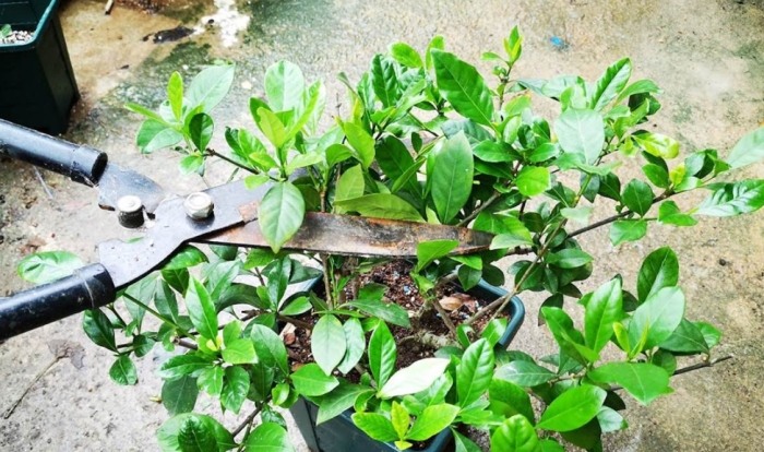 梔子花修剪時間