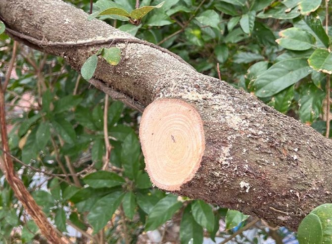 正确树木修剪方法 正确树木修剪方法