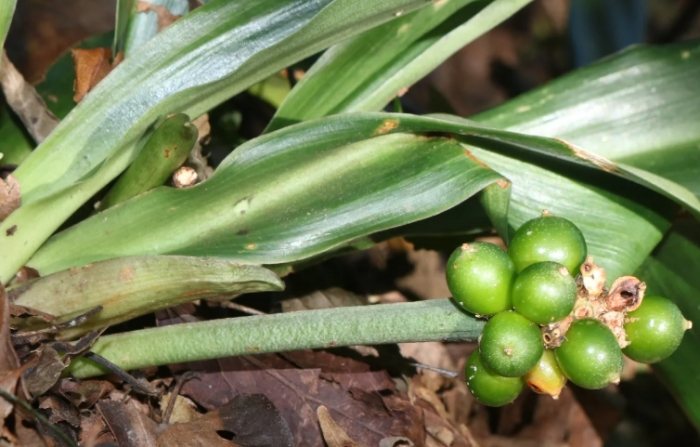 萬年青施肥方法